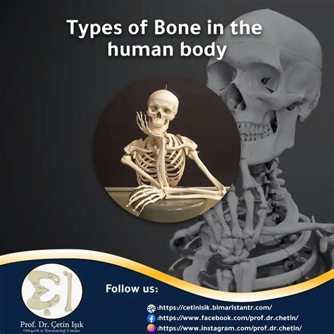Types of bones in the human body according to several classifications ...