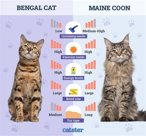 Bengal Cat Size Chart Sherakan Bacardi Of ELEANORCATS – ELEANORCATS