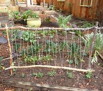 Image result for Best way to Trellis Peas