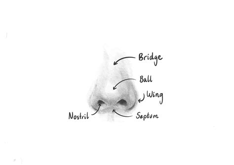 Tonal Nose Drawing Tutorial 的图像结果