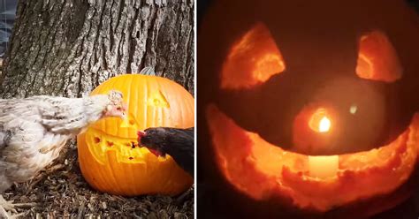 Homesteading Family Try ‘Chicken Pumpkin Carving’ Method With Brood—and ...