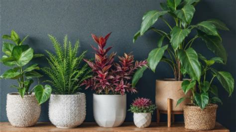 4 low-maintenance indoor plants that naturally purify air