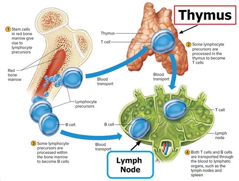 Image result for How Is Lymph Formed