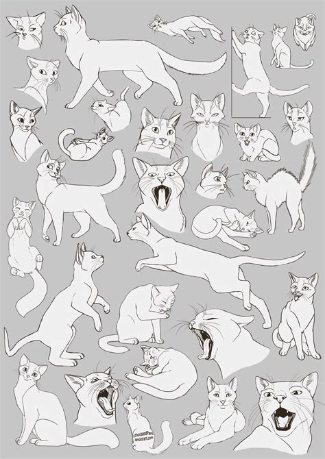 cat drawing anatomy