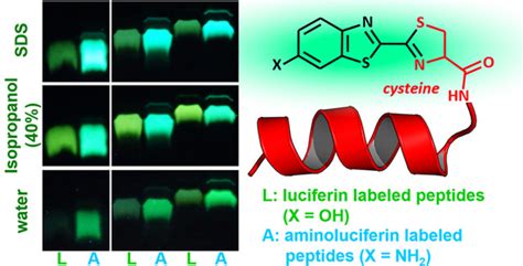 Environment-Sensitive Fluorescent Labelling of Peptides by Luciferin ...