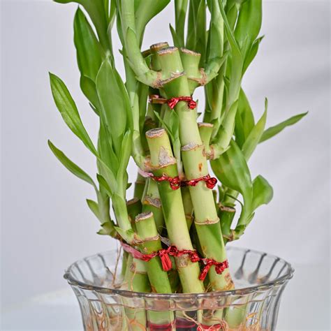 Shop for the Lucky Bamboo Pyramid Plant for luck & prosperity. – Ugaoo