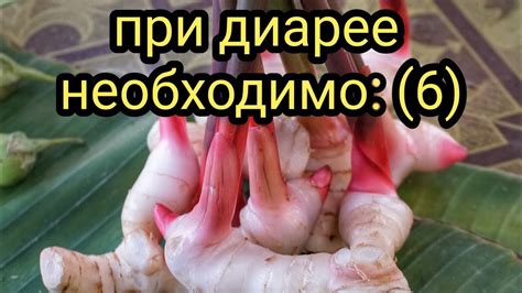 При диарее необходимо:6 Как лечить диарею (понос) Лекарственные травы и ...