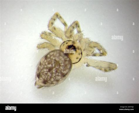 Wall Spiders (Oecobius) Mare Island Naval Complex, Vallejo, California, US Stock Photo - Alamy