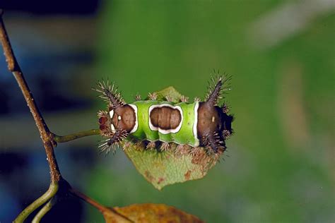 Puss and Saddleback Caterpillars: Insects That Sting Humans - Owlcation