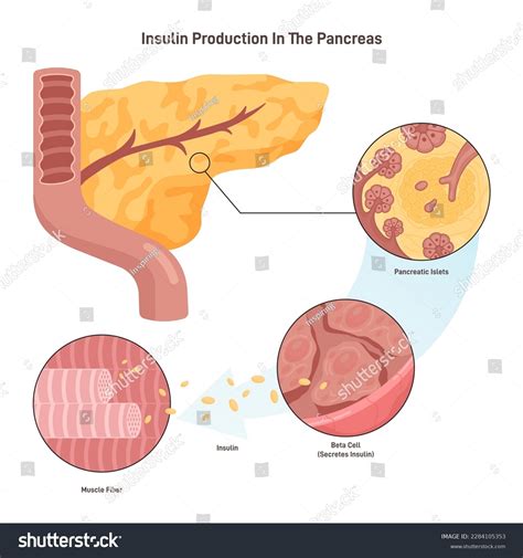 Insulin Produced By Which Gland at Walter Lawrence blog