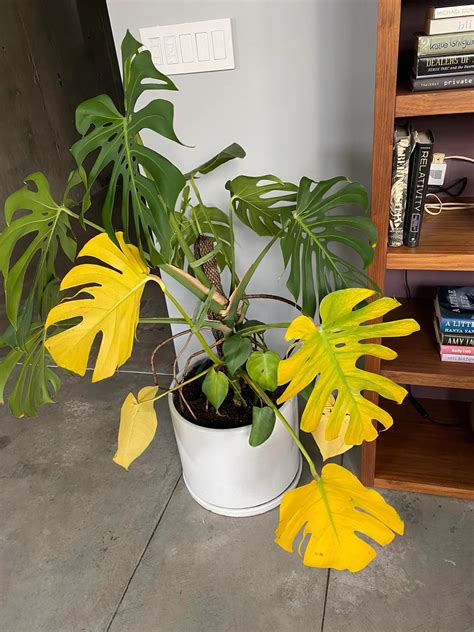 When Houseplant Leaves Turn Yellow, These 3 Plants Usually Tell Me Why