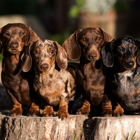 Miniature Dachshund Weight Chart How Big Do Dachshunds Get? Dachshund