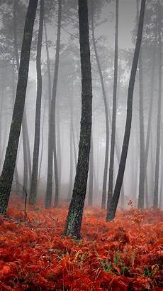 Fall Iphone Wallpaper Illustration by 25 Fall Iphone Wallpapers Fall Iphone Wallpaper Illustration