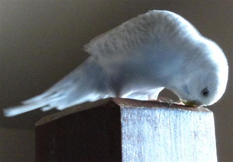 Snow Halation Goofy 的图像结果