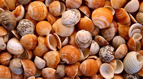 Image result for Shell Close Up