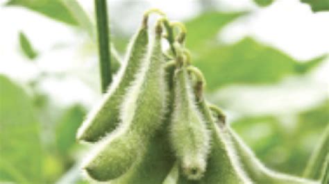 Simodis Hindi Test | Syngenta