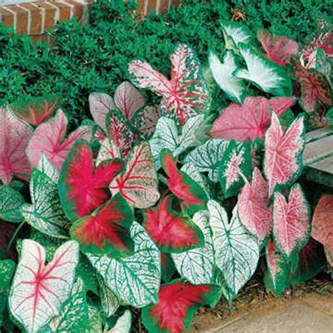Gate Garden Caladium Flower Bulbs In Super Saver Business Pack For ...