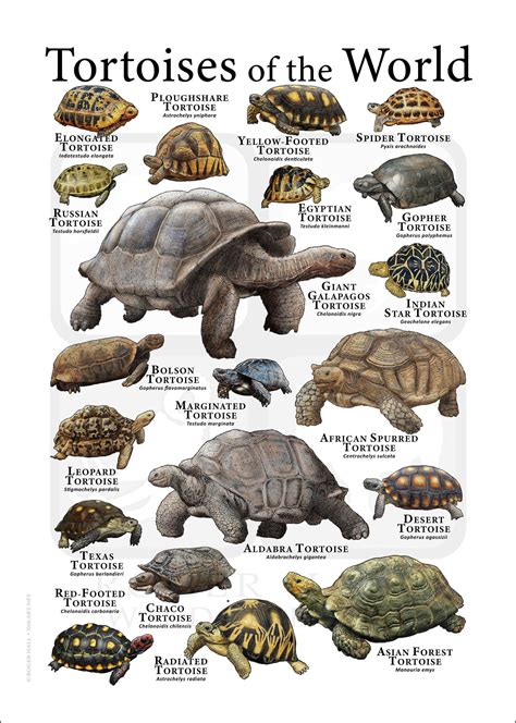 Species Of Tortoise