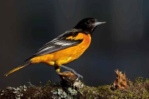 Birds In Arkansas: 26 Must-See Species In A Variety Of Colors