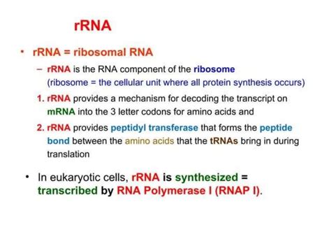 Image result for RNA Replication
