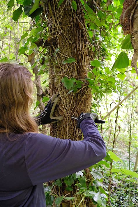 How to Remove English Ivy | Trees Atlanta