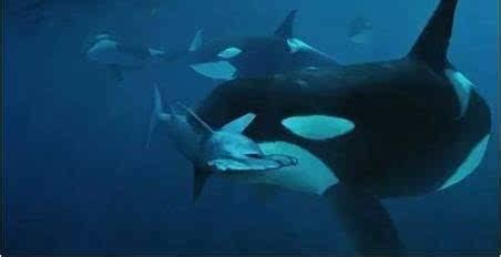 大白鲨虎鲸鲨鱼,虎鲸大鲨,虎鲸鲨_大山谷图库