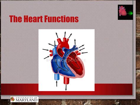 Tutorial of How a Heart Functions 的图像结果
