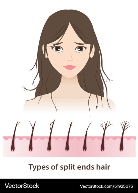 Image result for Split-Ends Explained