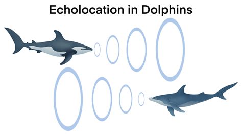 echolocation in dolphins, Dolphins hunt their prey by making high pitched sounds and listening ...