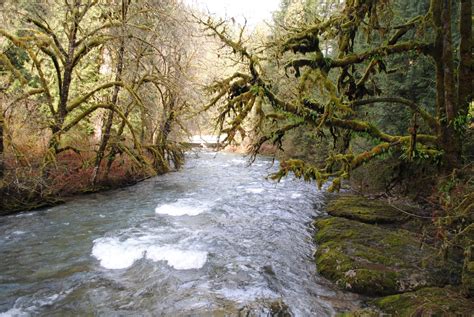 Black Watch Sasquatch: Eagle Fern Park - Estacada, Oregon