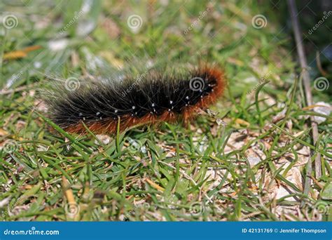 Garden Tiger Moth Caterpillar Stock Image - Image of larva, moth: 42131769
