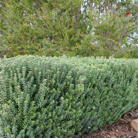 Grey Box Dwarf Coast Rosemary | Plants Express