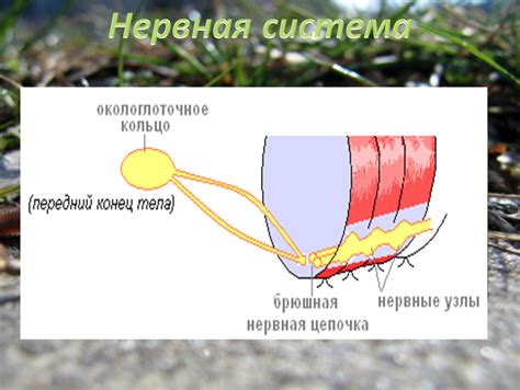 Дождевой червь. Область знаний: биология. Тип материала: презентации ...
