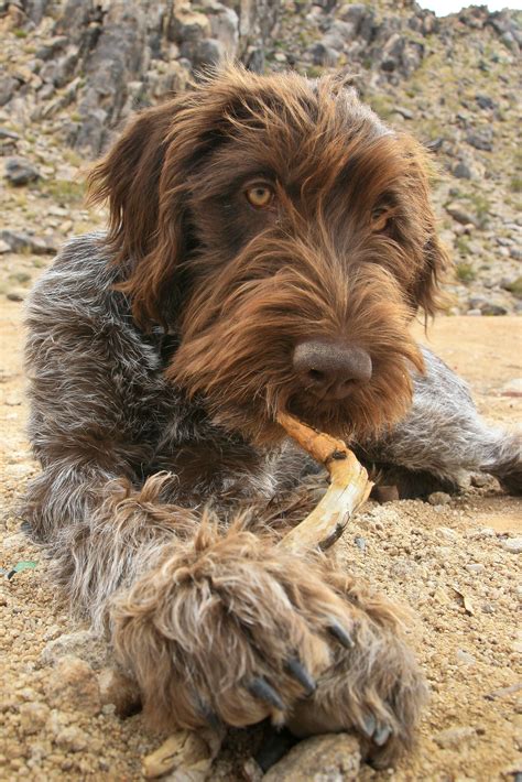 Korthals Griffon - Winchester, the Wirehaired Pointing Griffon