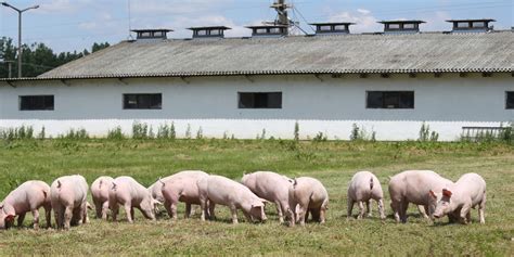 临近年关实地考察客户猪场环保被隔离三天，思威博拼下鼠年第四个基地拟将落地江西-江苏思威博生物科技有限公司