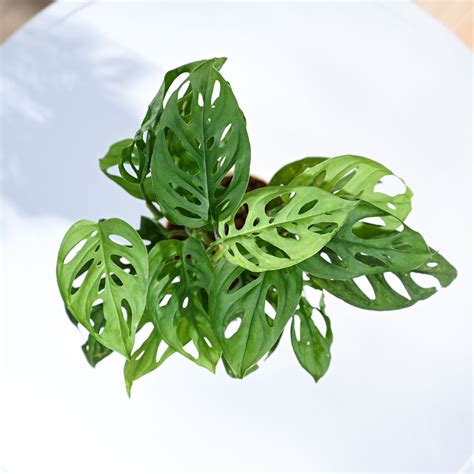 Buy Ugaoo Philodendron Broken Heart Pet Safe Plant with White Self ...