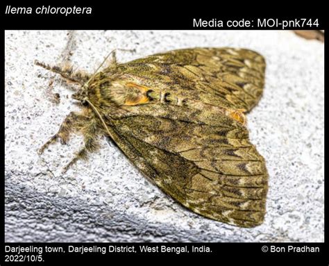 Ilema chloroptera (Hampson, [1893]) - | Moths