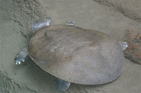 Image result for All Softshell Turtle Types