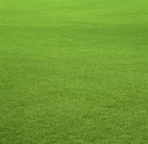 Pampus Grass Seed Seed Price in India - Buy Pampus Grass Seed Seed ...