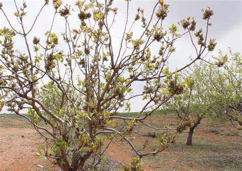 Pistachos - El Bisabuelo Eladio