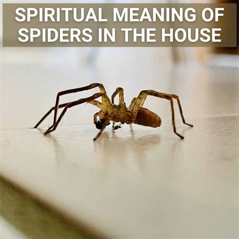 Uncovering The Spiritual Meaning Of A Spider Visit