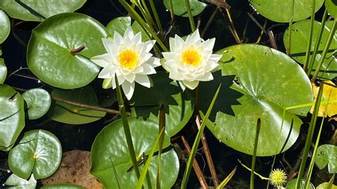 More Than Just a Pretty Flower: The Fragrant Water Lily - Boothbay ...