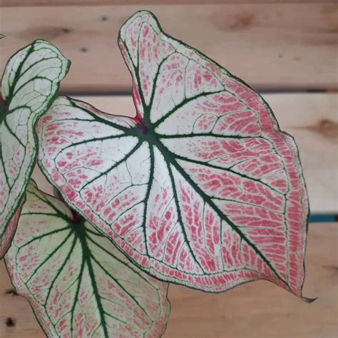 Caladium: Care and Growing Tips! | Plantcarefully