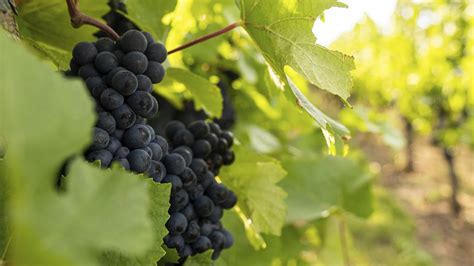 Cabernet Franc: In-Depth Grape Varietal Profile