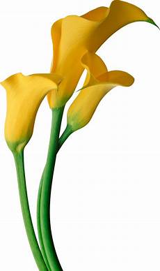 Calla Clipart by Pin By Olga Uvarova On каллы Calla Flowers Flower Calla Clipart