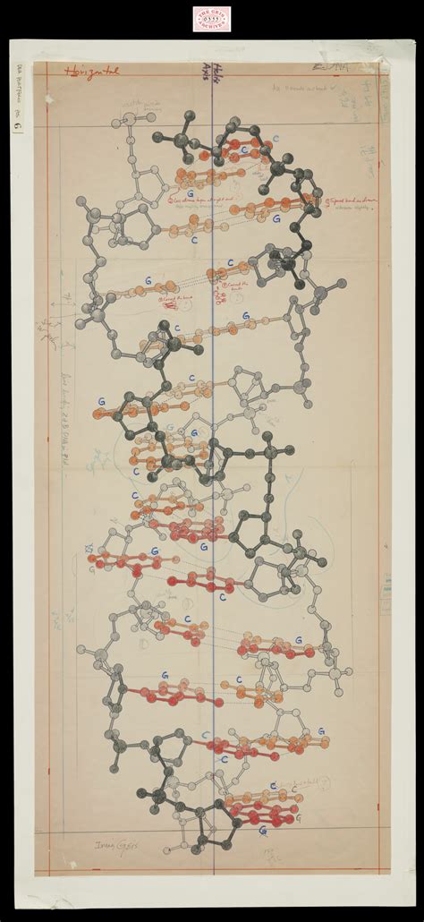Image result for Z-DNA Function