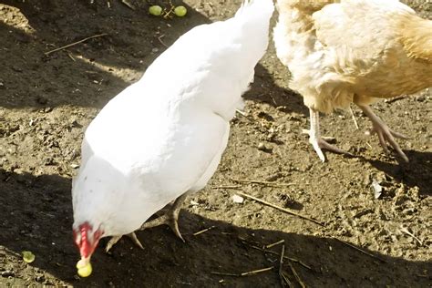 White Rock Chicken: Breed Profile and Care Guide (2023)