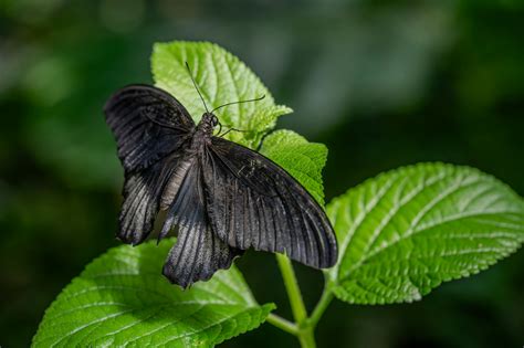 Infinite Zoom Effect 的图像结果