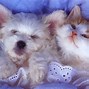 Image result for Blue Baby Animal Picturs