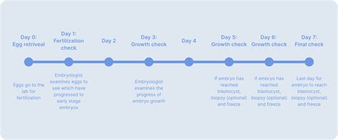 Image result for Human Fertilization Timeline